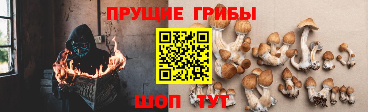 Галлюциногенные грибы GOLDEN TEACHER Красноармейск